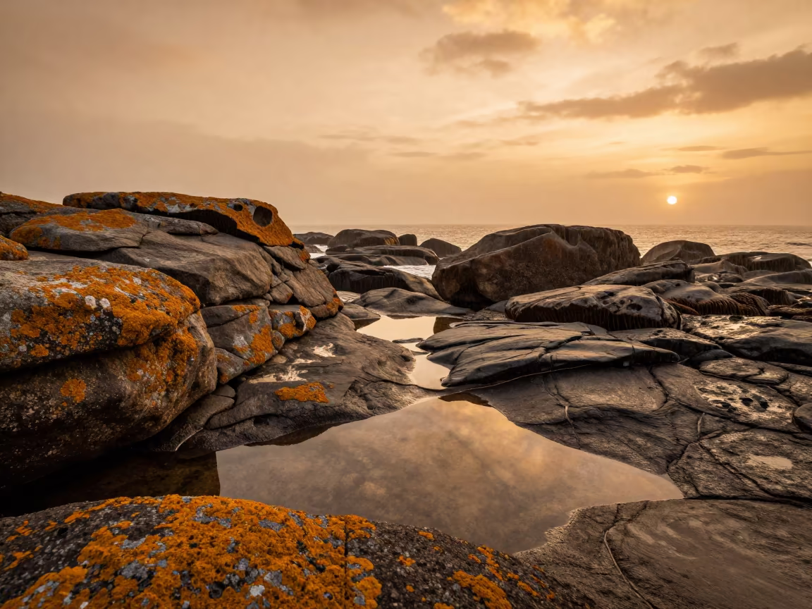 Amber Sunset Lichen on Durban Rocky Coastline in near Durban