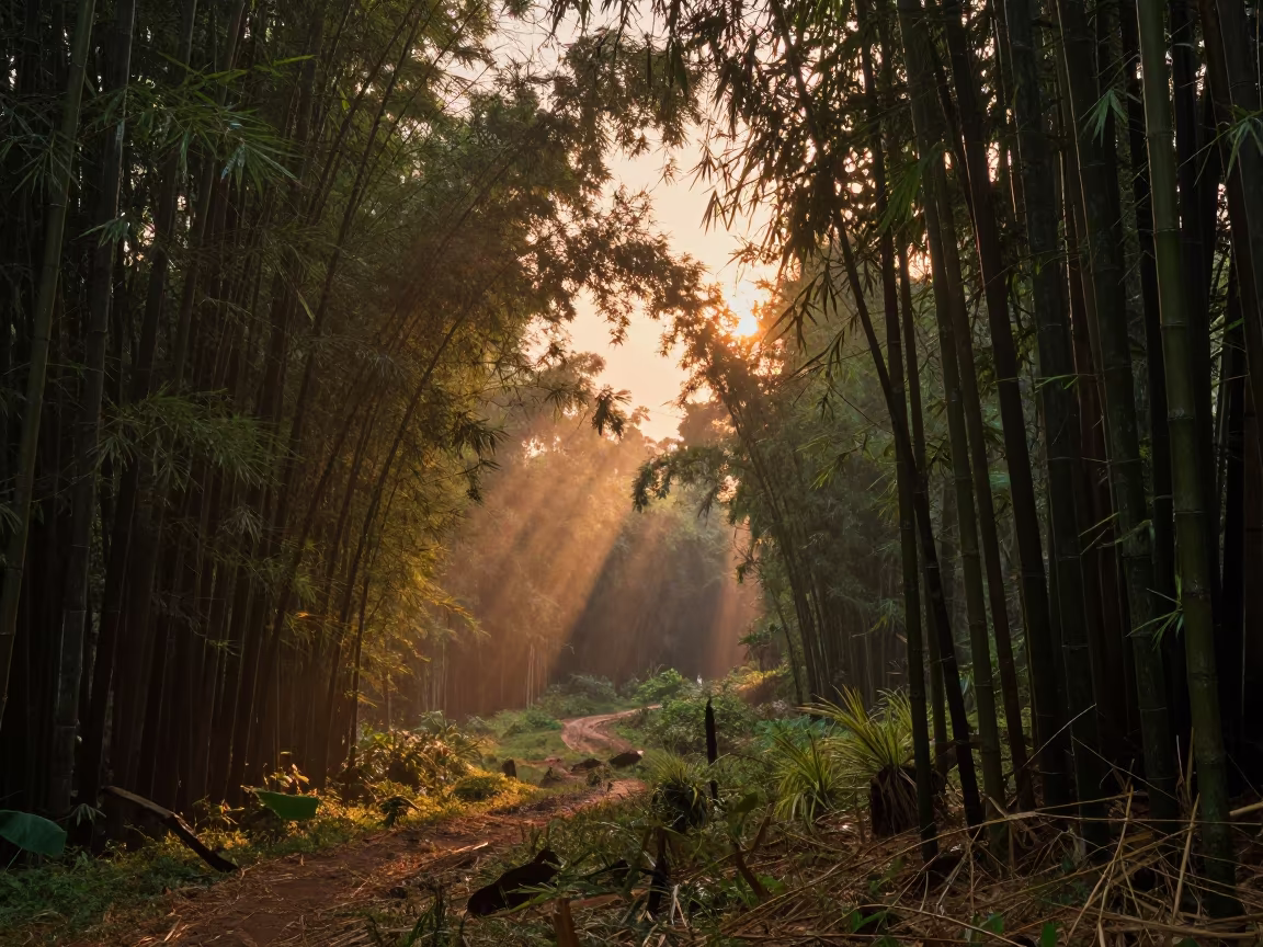 Amber Sunset Light Through Bamboo Grove Valley in across a wide valley floor near Mombasa