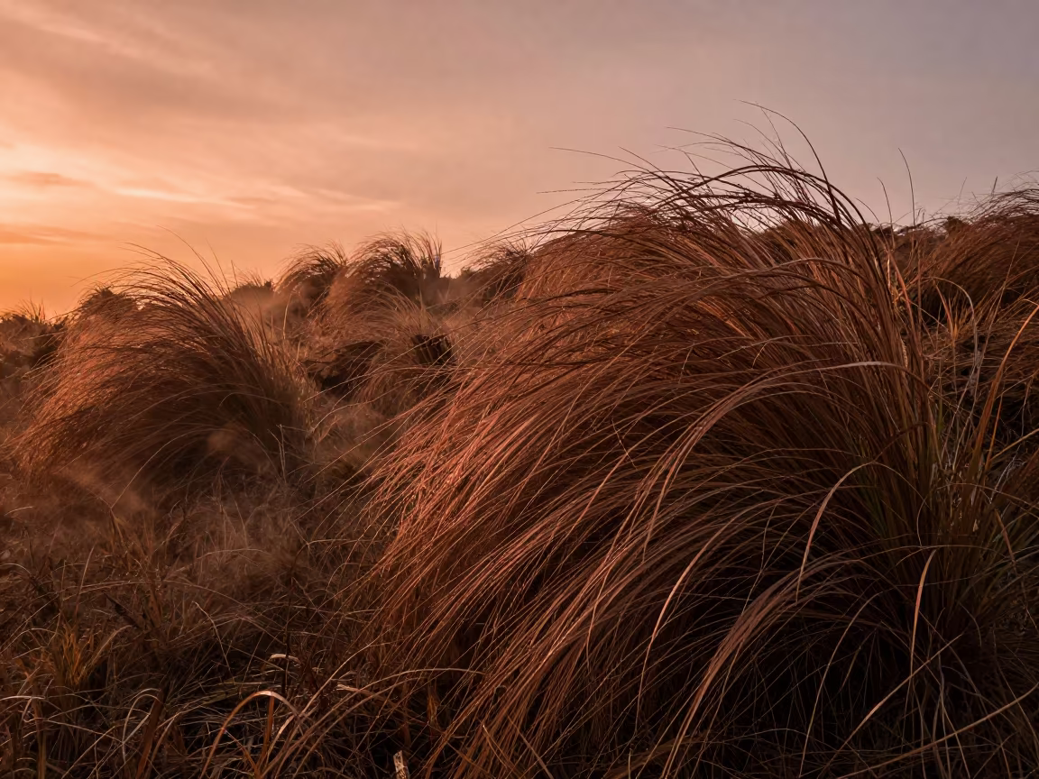 Amber Sunset Light on Wind-Scoured Ridge Grass in on a wind-scoured ridge in Sri Lanka