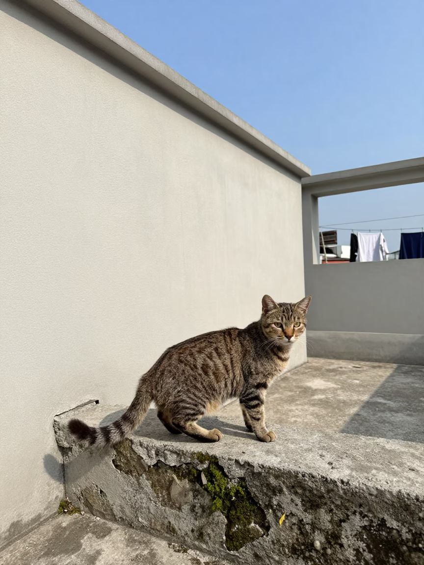 American Bobtail Cat in Xiamen Courtyard in beside a plain courtyard wall in clear daylight with the animal at eye level in Xiamen