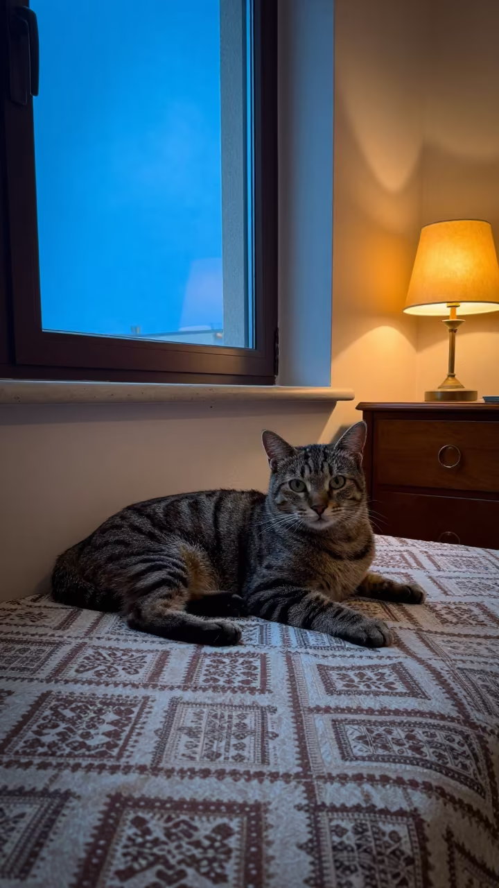 American Bobtail Cat Lounging on Bedspread Near Window in on a bedspread near a bright window with calm indoor light near Karbala