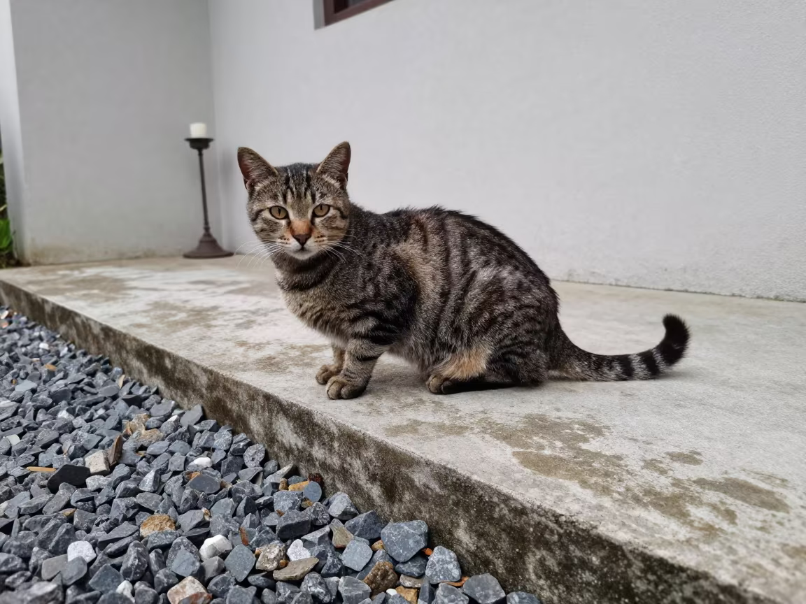 American Bobtail Cat on Shaded Porch in Haikou in near a garden edge with soft morning light and an uncluttered background in Haikou
