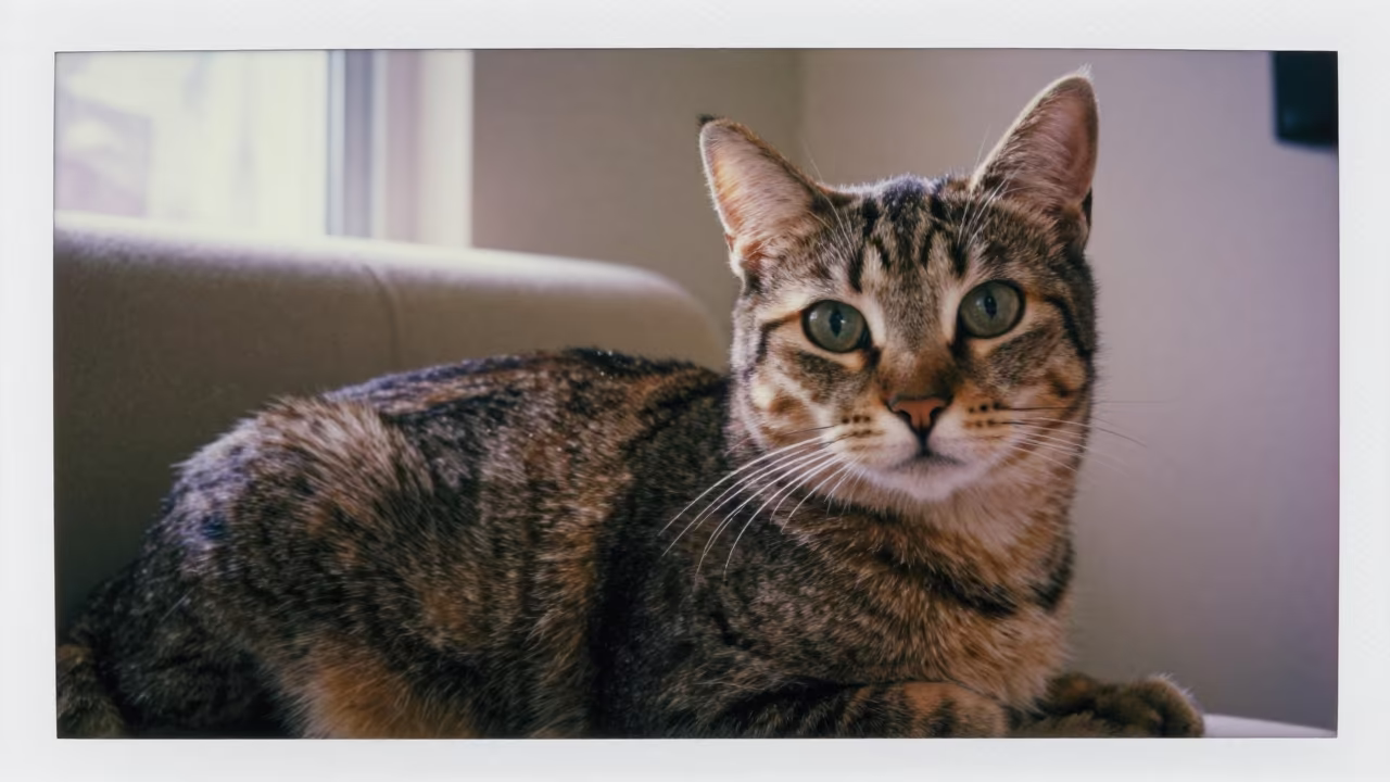 American Bobtail Cat Portrait on Sofa in on a sofa near a curtained window with calm indoor light in Boise