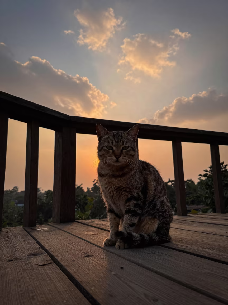 American Curl Cat on Ratlam Porch at Golden Hour in on a shaded front porch with boards, railings, and eye-level framing in Ratlam