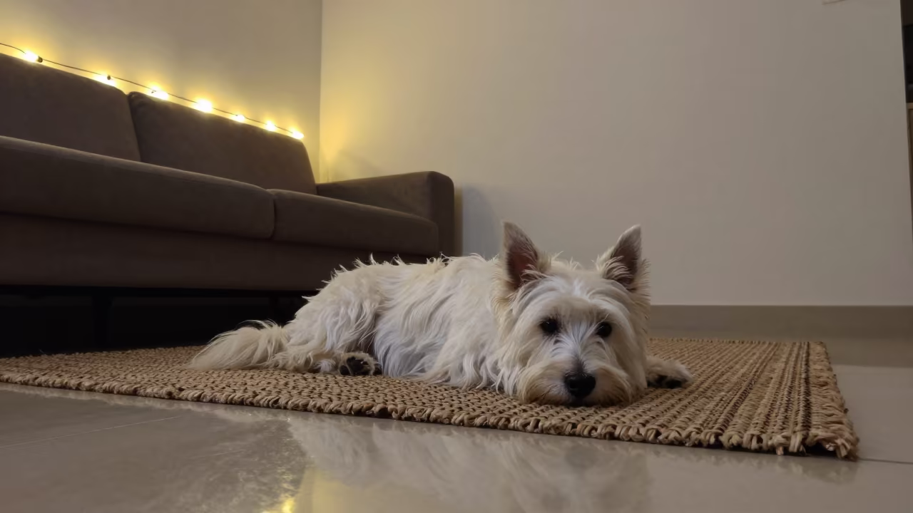 American Eskimo Dog on Woven Rug in Mekelle Home in on a woven rug beside a low couch and an uncluttered wall in Mekelle