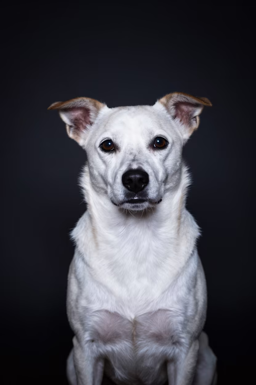 American Eskimo Dog Portrait Night Studio in in a quiet portrait studio with a plain backdrop and eye-level framing near Villa Nueva