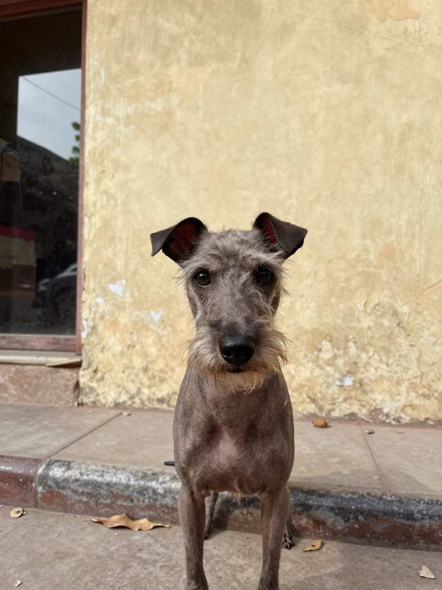 American Hairless Terrier Portrait Beside Courtyard Wall in Agra in beside a plain courtyard wall in clear daylight with the animal at eye level in Agra