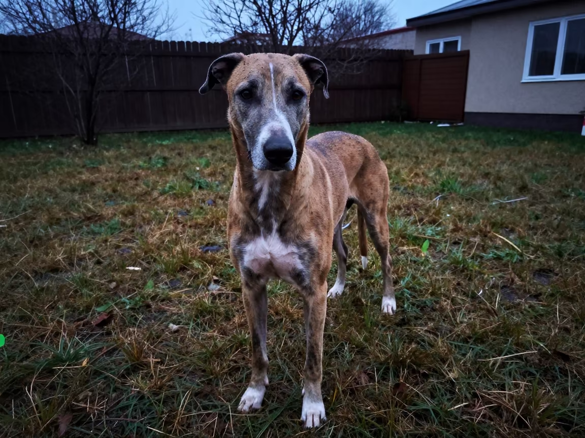 American Leopard Hound in Twilight Yard Near Kemerovo in in a small yard with clipped grass, calm light, and the animal centered in frame near Kemerovo
