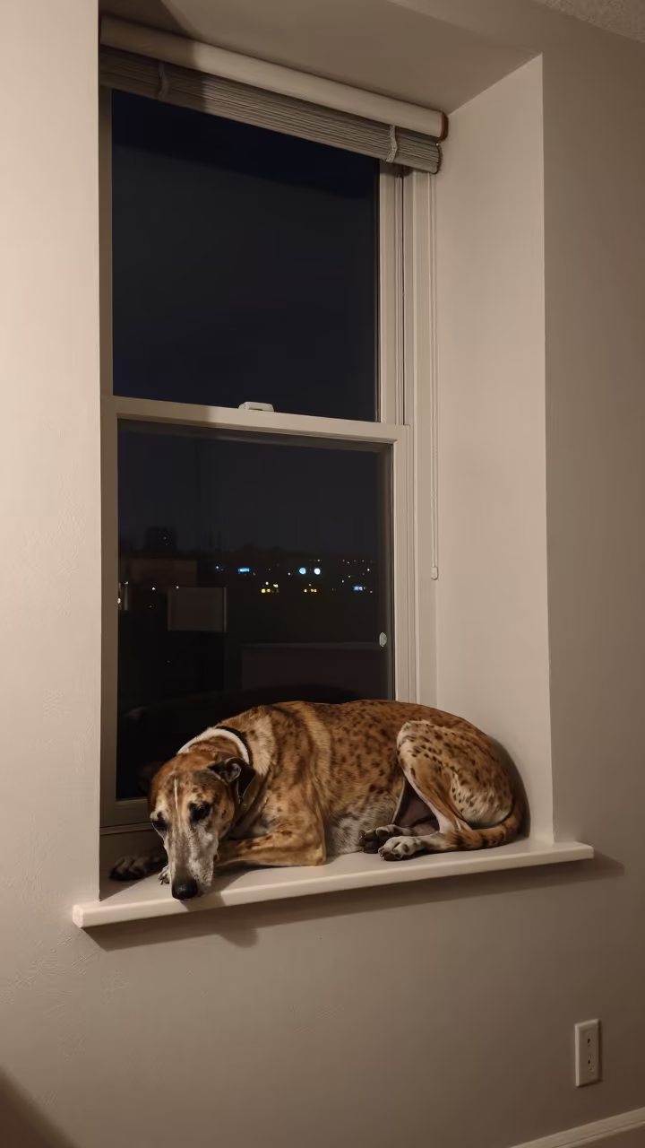 American Leopard Hound on Window Seat Night in on a window seat in a quiet apartment with soft side light in Edmonton