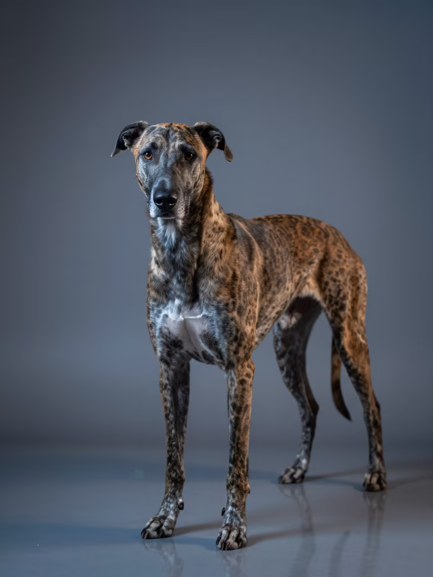 American Leopard Hound Portrait Studio Twilight in in a quiet portrait studio with a plain backdrop and eye-level framing in Gujrat