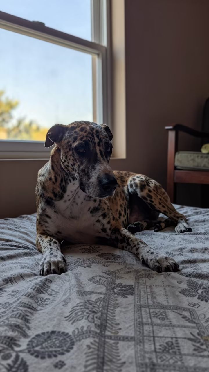 American Leopard Hound Resting on Bedspread Near Window in on a bedspread near a bright window with calm indoor light in Salta