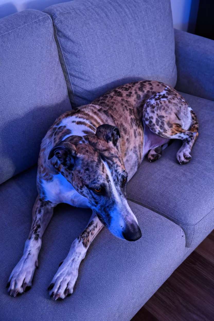 American Leopard Hound Resting on Linen Sofa in on a linen sofa with daylight from a nearby window in Semey
