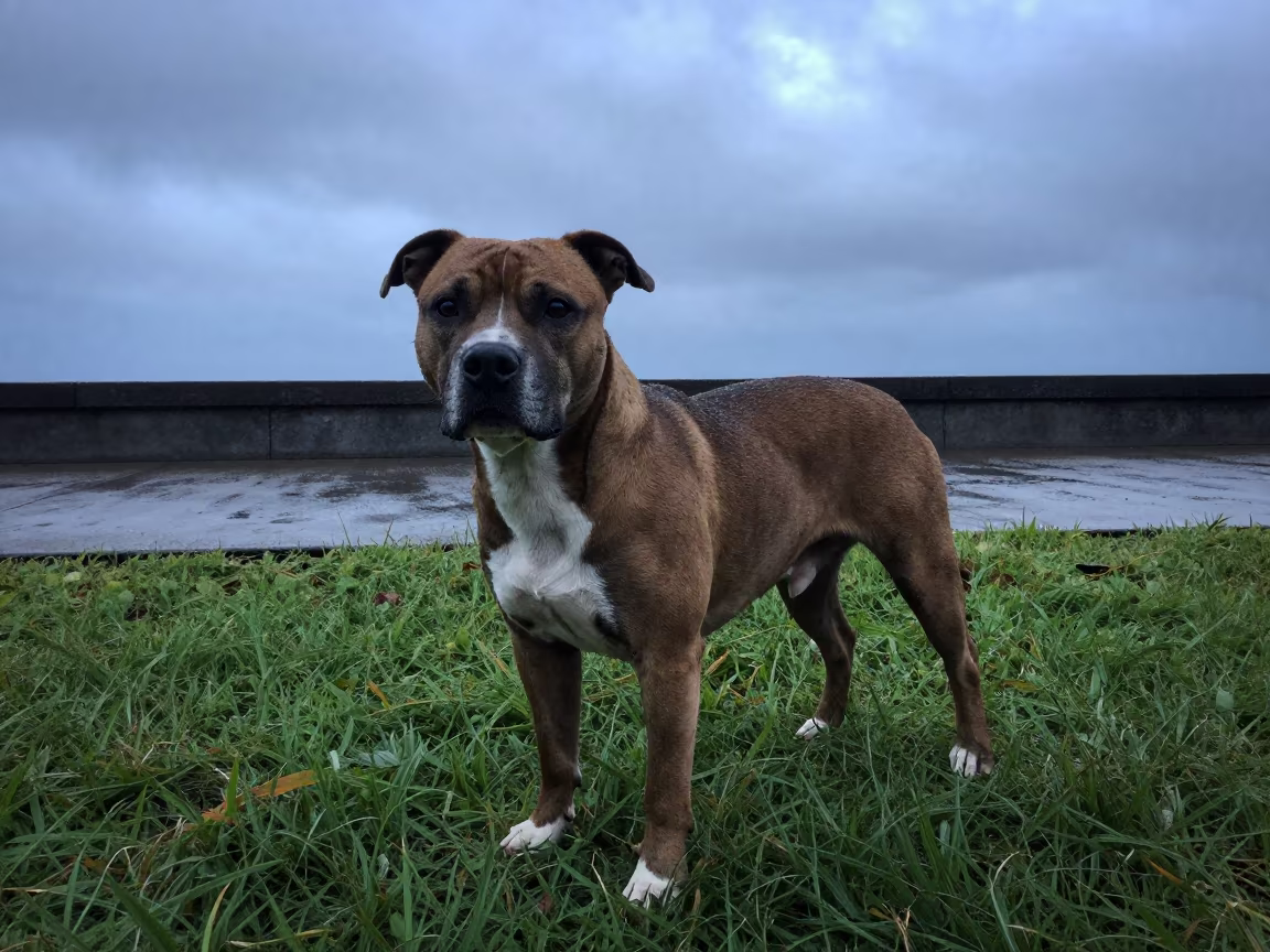 American Staffordshire Terrier Overhead Twilight in along a quiet park path with soft open shade and a clean background in Victoria Seychelles