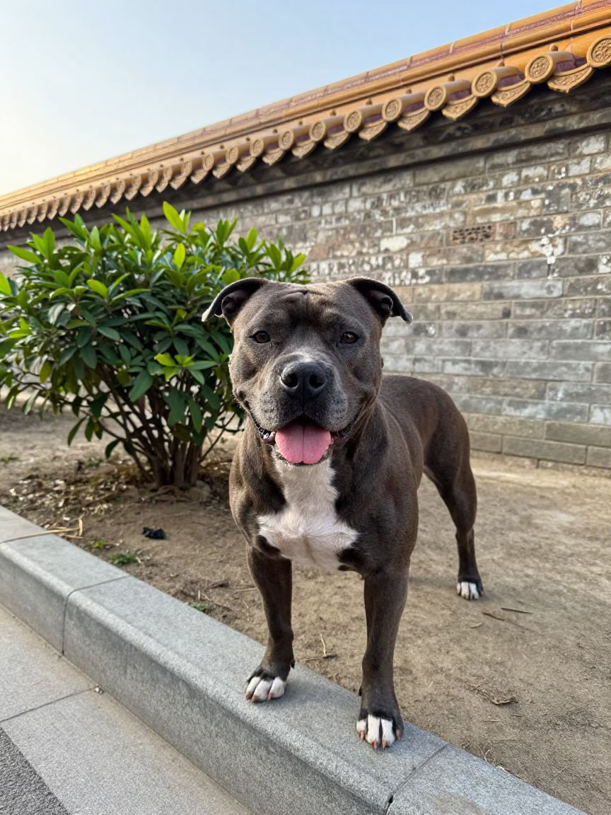 American Staffordshire Terrier Portrait Garden Beijing Morning in near a garden edge with soft morning light and an uncluttered background in Beijing
