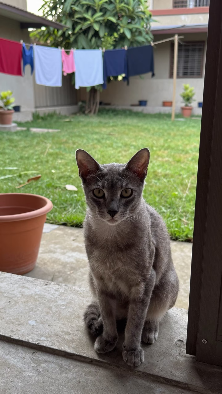 American Wirehair Cat on Shaded Porch in Dhaka Yard in in a small yard with clipped grass, calm light, and the animal centered in frame near Dhaka