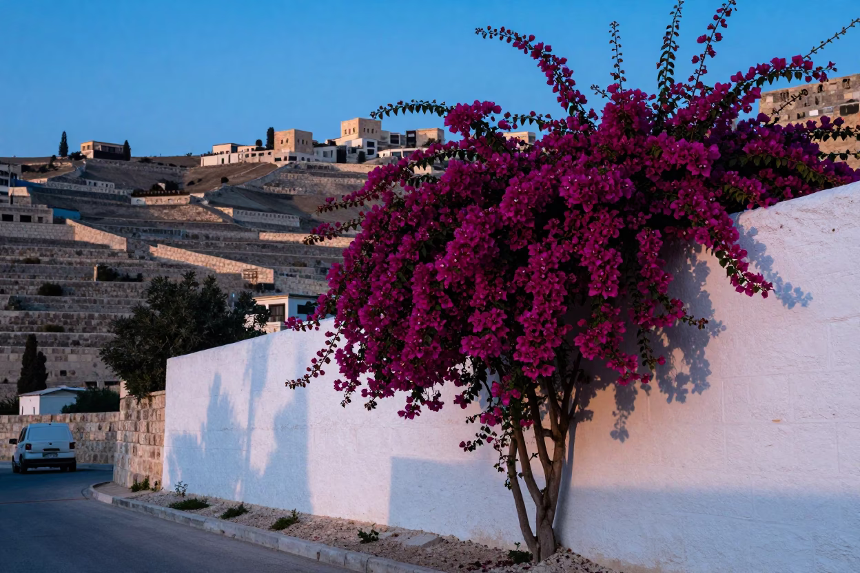 Amman Dawn Light Bougainvillea Cascade Over White Wall Near Citadel in in Amman, Jordan