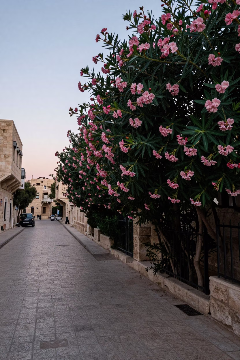 Amman Jordan Dawn Street Scene with Oleander Hedge and Glass Doorframe in in Amman, Jordan