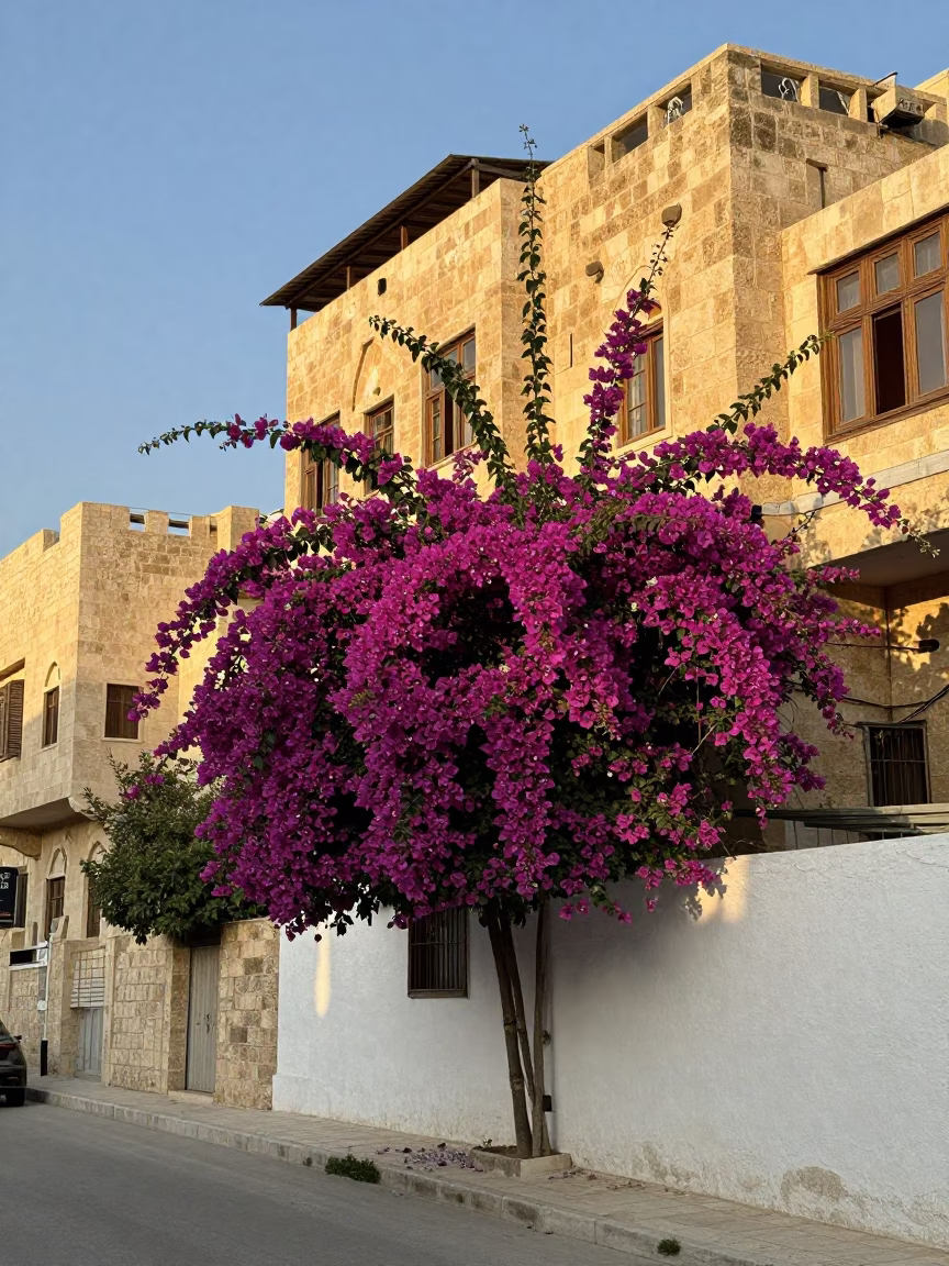 Amman Jordan Early Afternoon Street Scene with Bougainvillea and White Wall in in Amman, Jordan