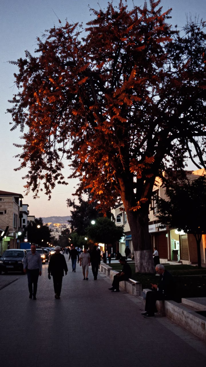 Amman Jordan Early Evening Street Scene with Copper Beech Tree and Local Life in in Amman, Jordan