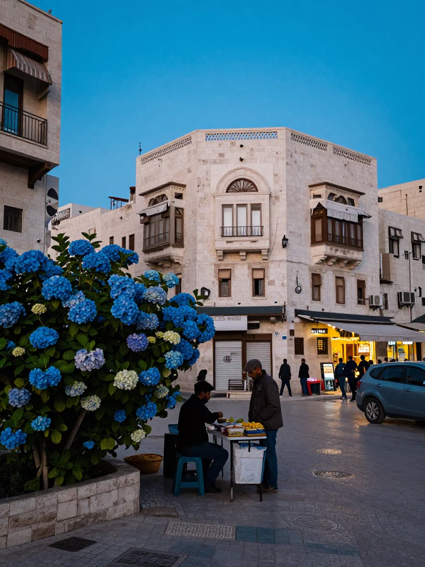 Amman Jordan Evening Street Scene with Hydrangea Bush and Local Life in in Amman, Jordan
