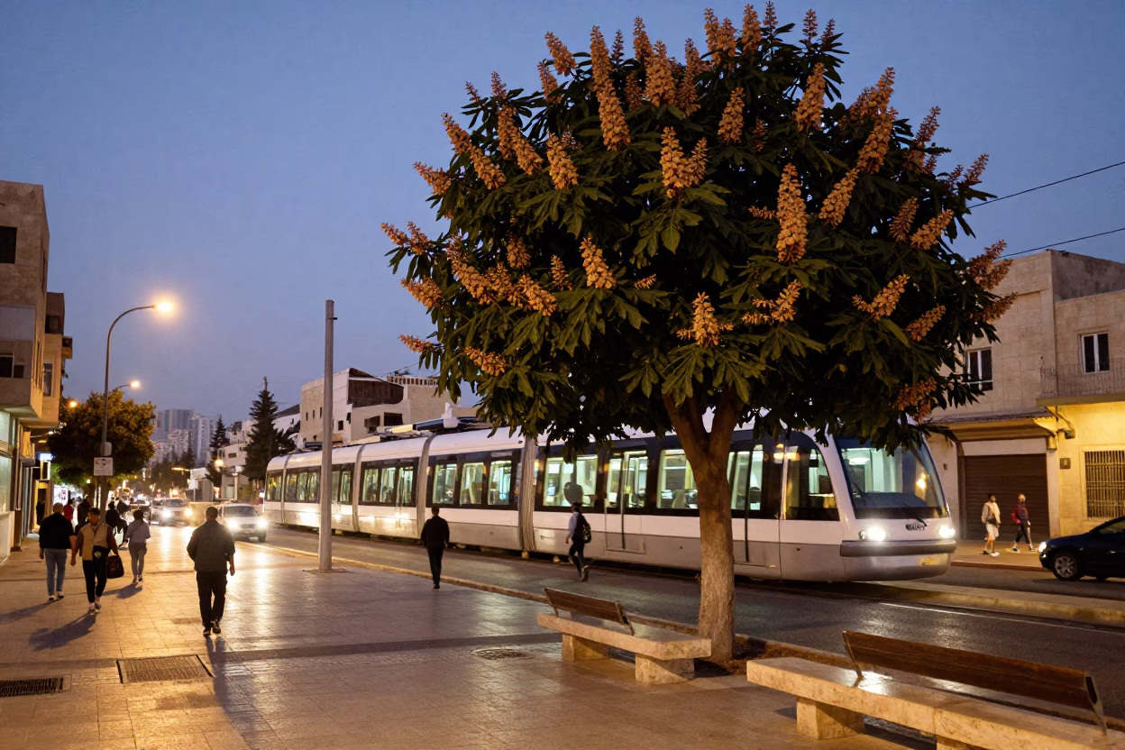 Amman Jordan Twilight Street Scene with Monorail and Chestnut Tree in in Amman, Jordan