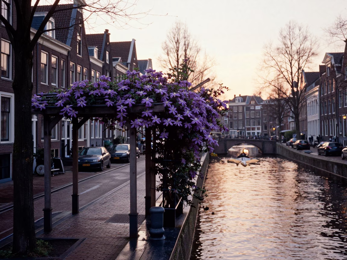 Amsterdam Canal Dawn Scene with Purple Clematis Pergola and Wet Cobblestone Reflections in in Amsterdam, Netherlands