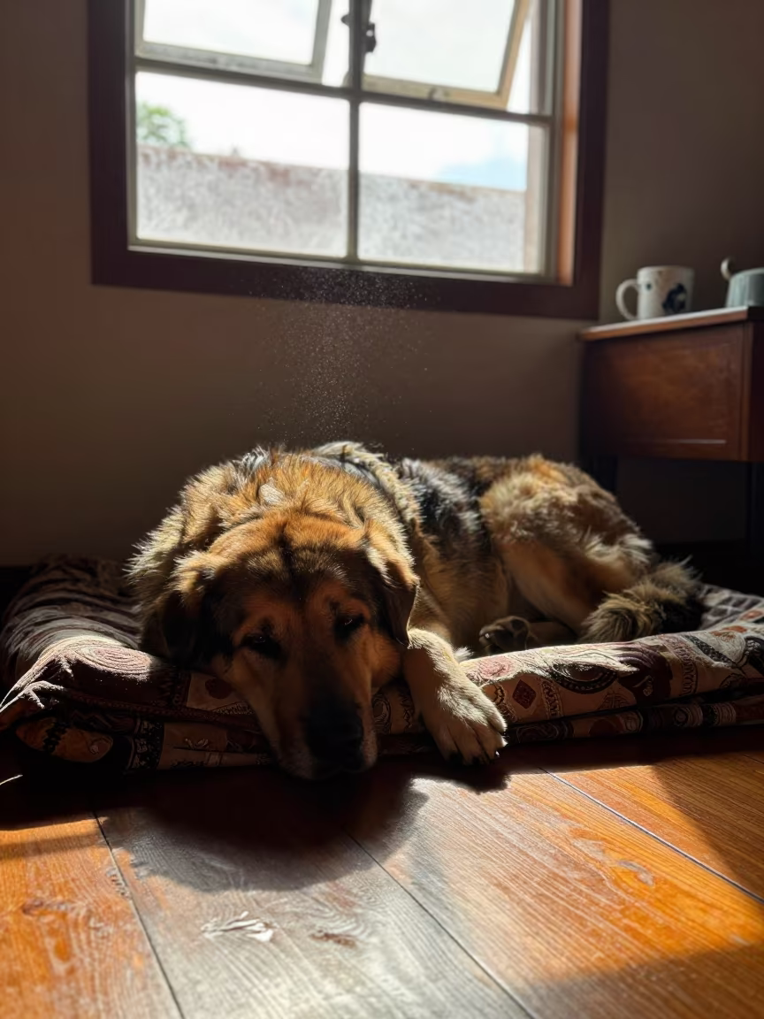 Anatolian Shepherd Dog Resting on Bedspread in on a bedspread near a bright window with calm indoor light in Goiania