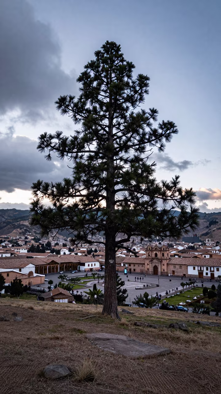 Ancient Bristlecone Pine Ridge Dawn Cusco in across a floodplain after rain near Plaza de Armas, Cusco