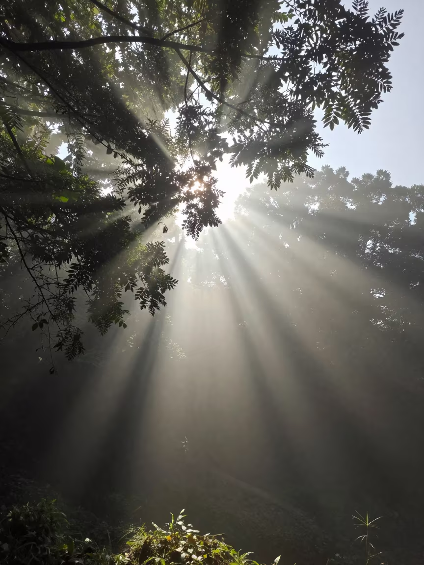 Anti-Crepuscular Rays Through Summer Fog in through low marine fog in Jiangxi