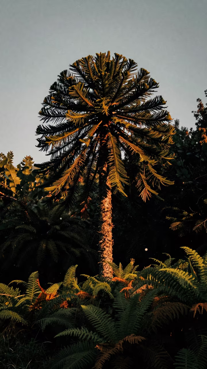 Araucaria Tree in Twilight Lebanon Forest in on a fern-lined forest floor in Lebanon