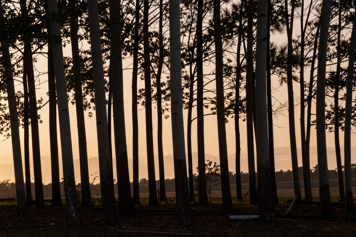 Aspen Grove in Copper Light Before Dusk in near Quezon City