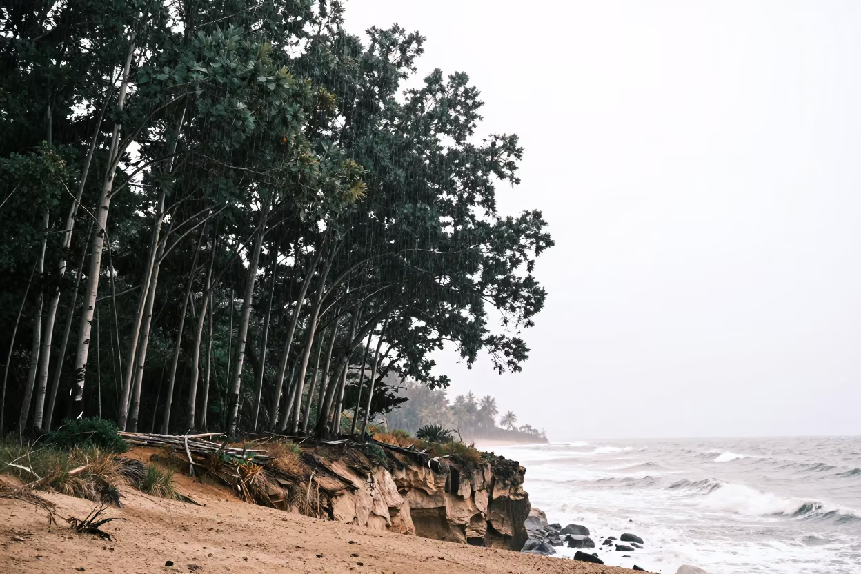 Aspen Grove Silhouetted Against Florida Rain in along a salt-sprayed cliff edge in Florida
