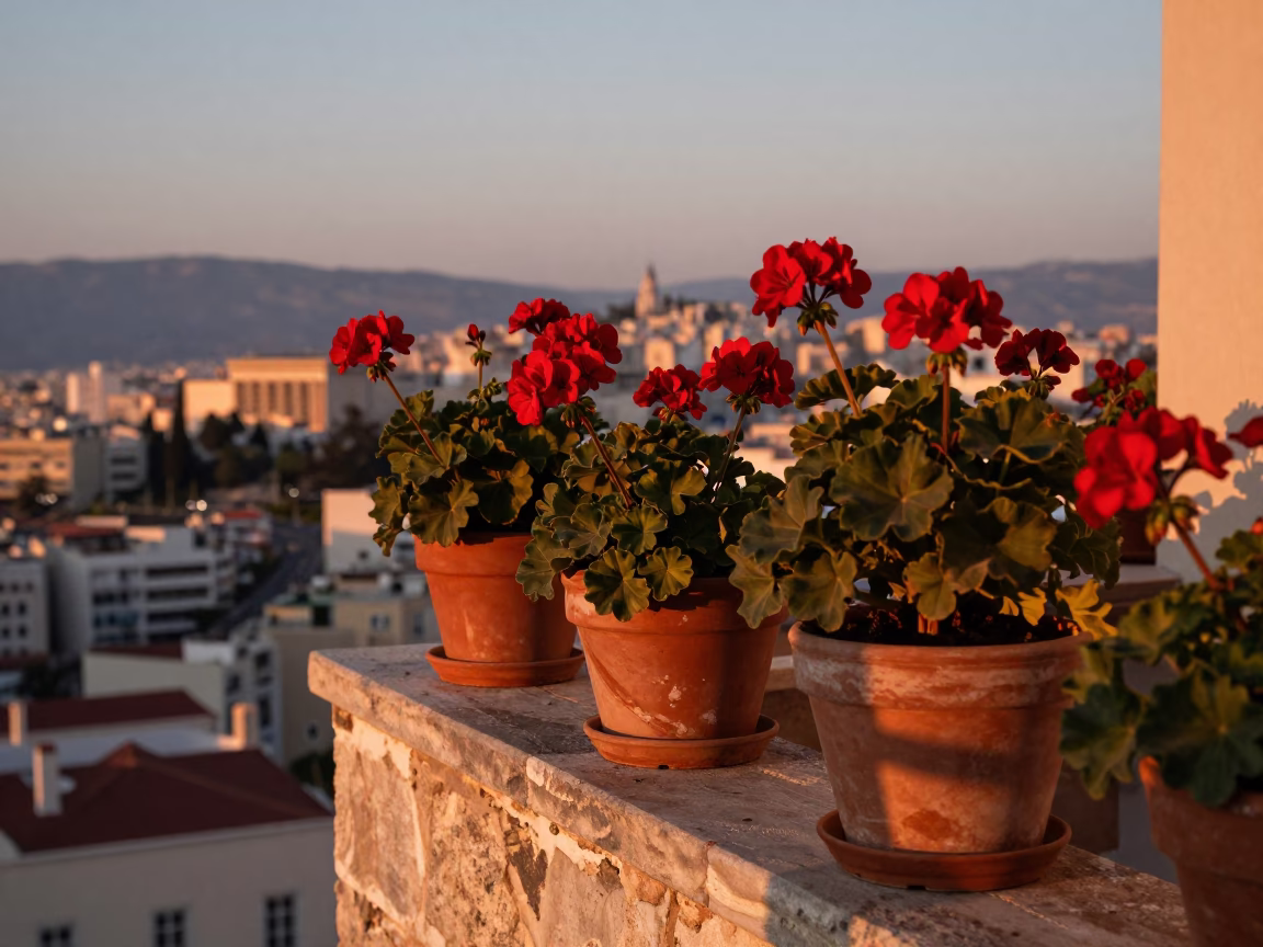 Athens Greece Before Dusk Copper Light Potted Geraniums Leaf Shadows Traditional Calligraphy in in Athens, Greece