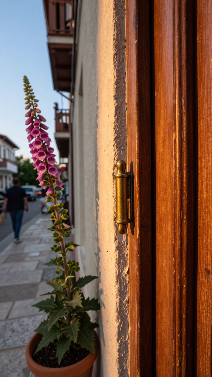Athens Greece Golden Hour Street Scene with Foxglove and Latch Detail in in Athens, Greece