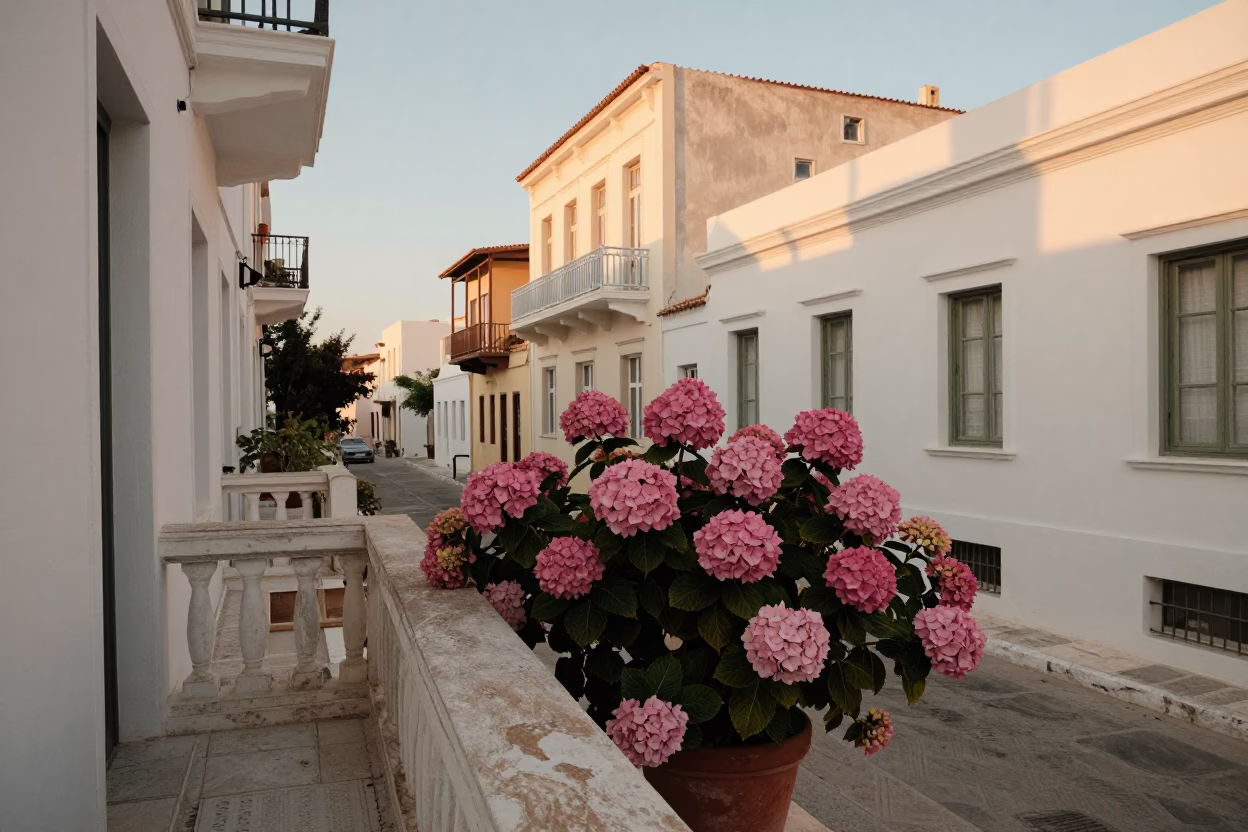 Athens Greece Honeyed Evening Light Street Scene with Hydrangea Bush and Pitcher on Balcony in in Athens, Greece