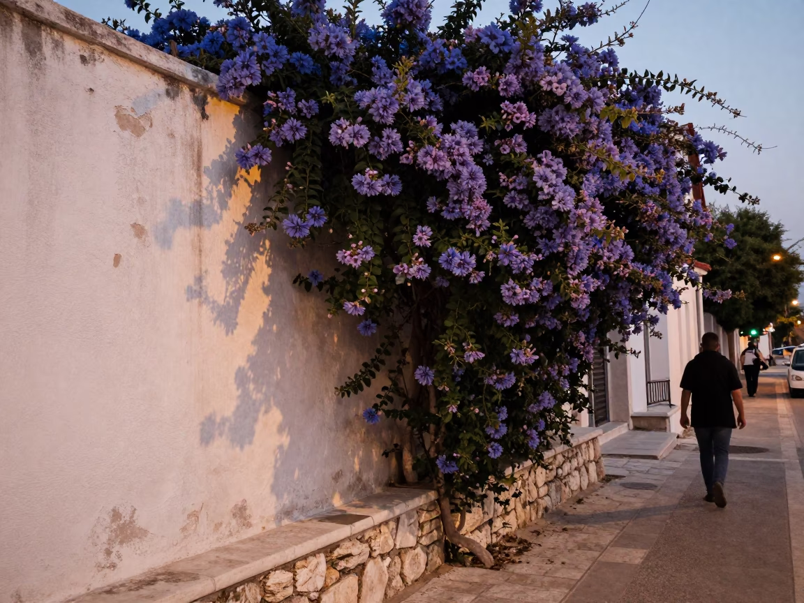 Athens Greece Honeyed Evening Street Scene with Plumbago Hedge and Vintage Details in in Athens, Greece