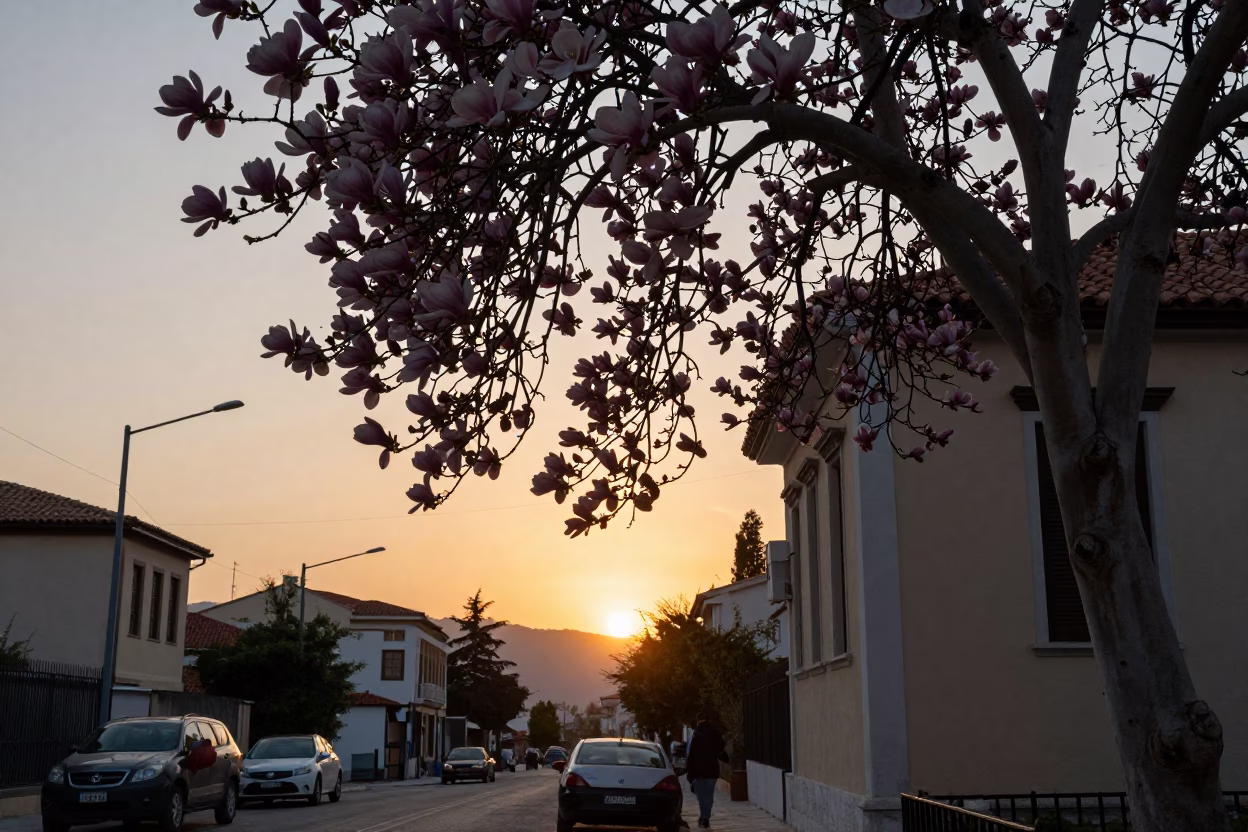 Athens Greece street scene at sunset with magnolia tree and banana vendor in in Athens, Greece