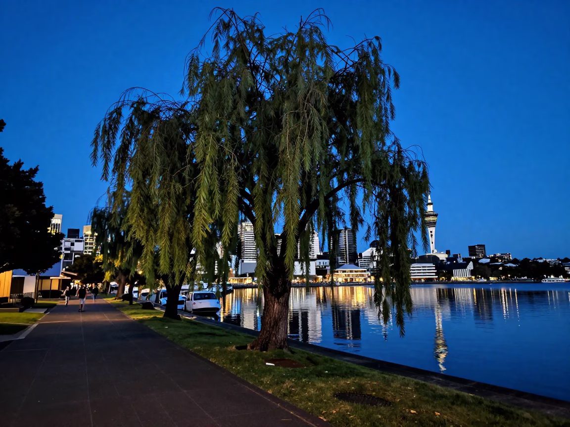 Auckland Blue Hour Street Scene with Weeping Willow and Urban Reflections in in Auckland, New Zealand