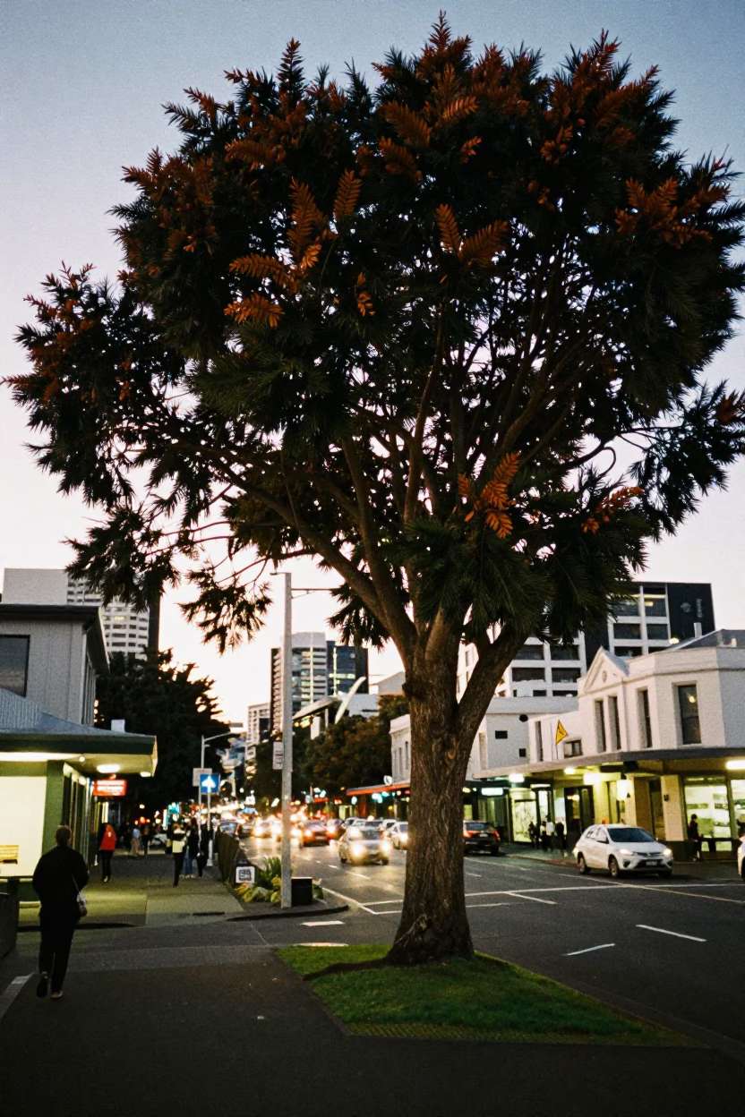 Auckland Evening Street Scene with Copper Beech Tree and City Lights Glow in in Auckland, New Zealand