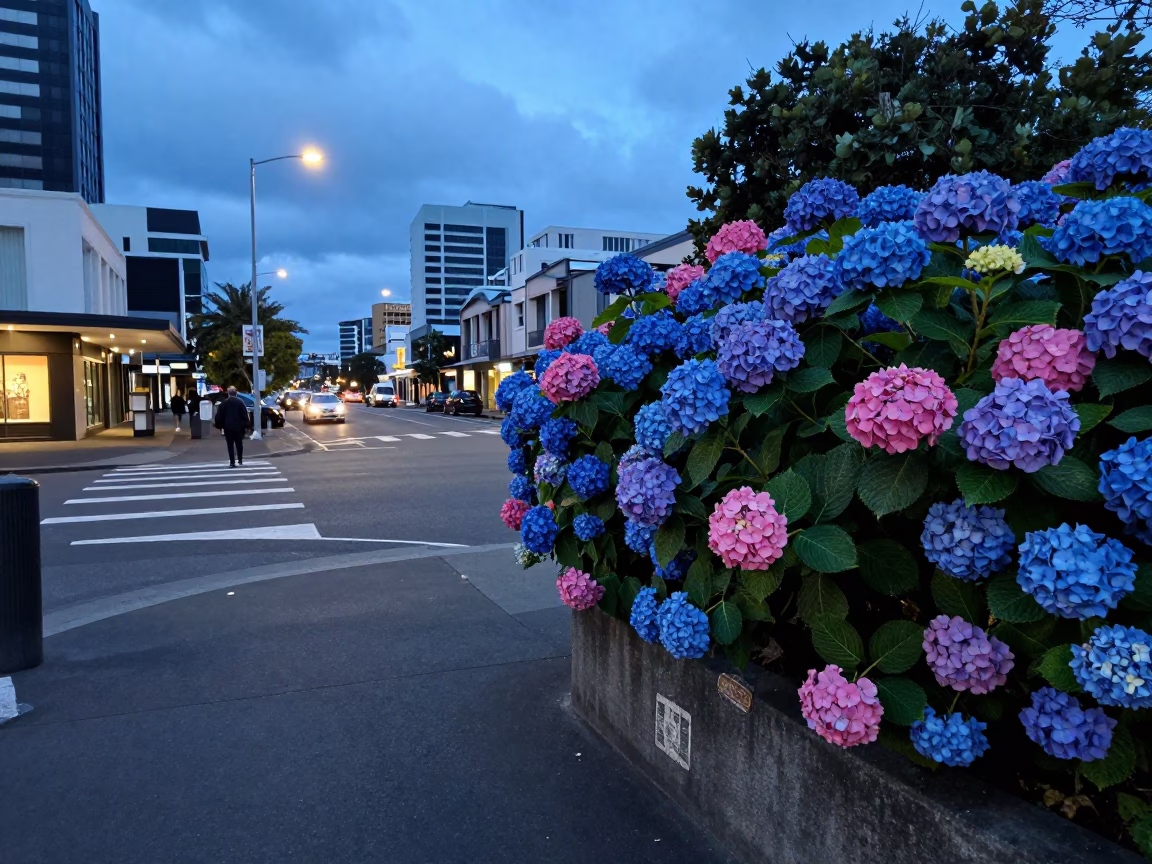 Auckland Evening Street Scene with Hydrangeas and Urban Details in in Auckland, New Zealand