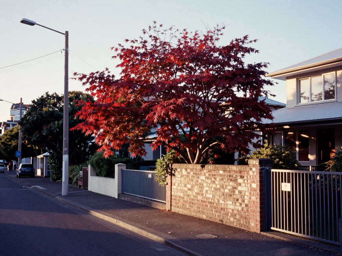 Auckland New Zealand Morning Street Scene with Japanese Maple and Metal Bucket in in Auckland, New Zealand