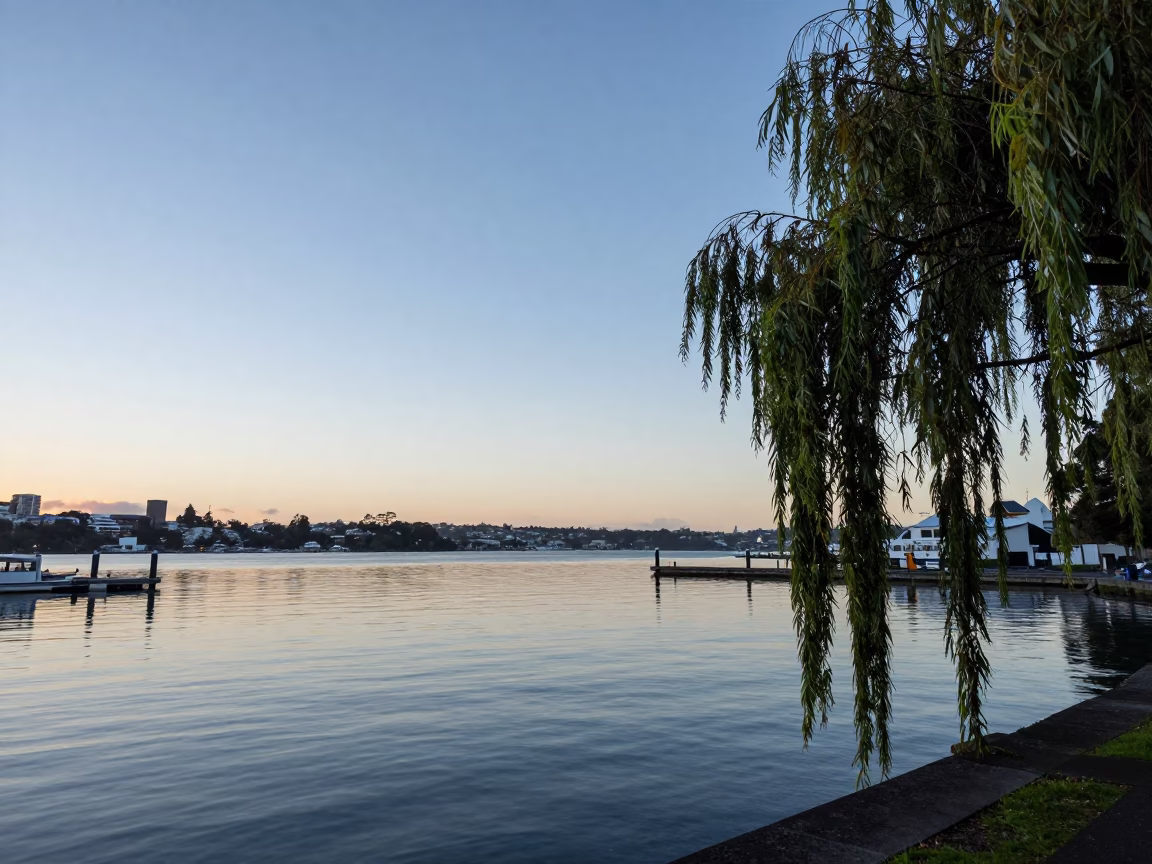 Auckland New Zealand pre-dawn harbor scene with weeping willow and calm water in in Auckland, New Zealand