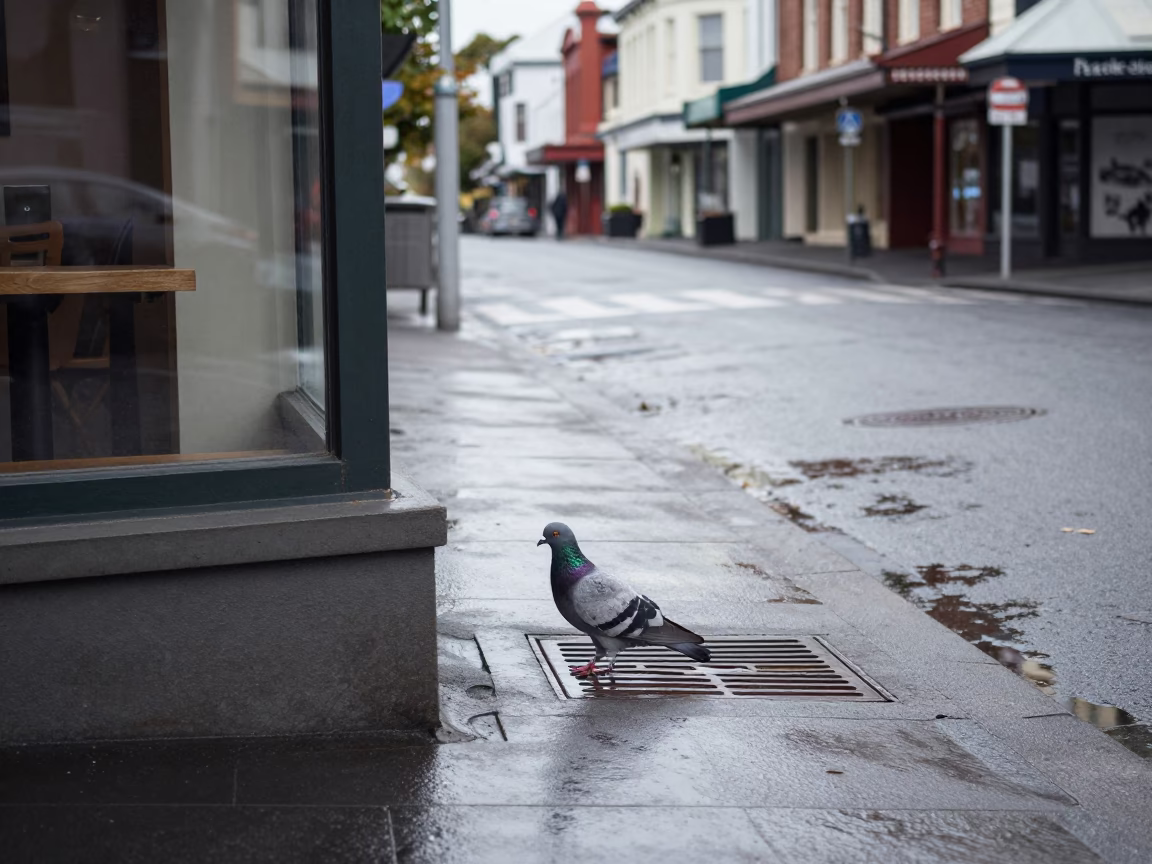 Auckland Pigeon at Noon Light in in Auckland, New Zealand