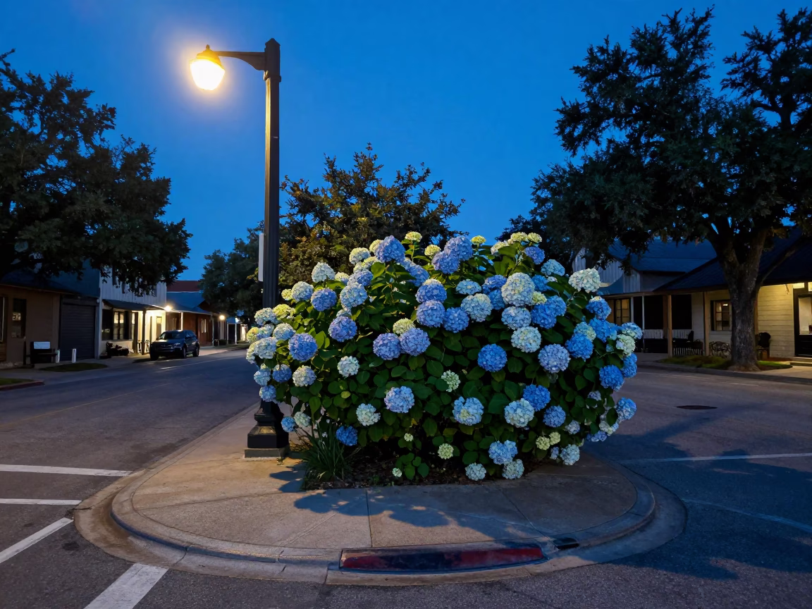 Austin Texas Blue Hour Street Scene with Hydrangea Bush and Local Life in in Austin, Texas, United States