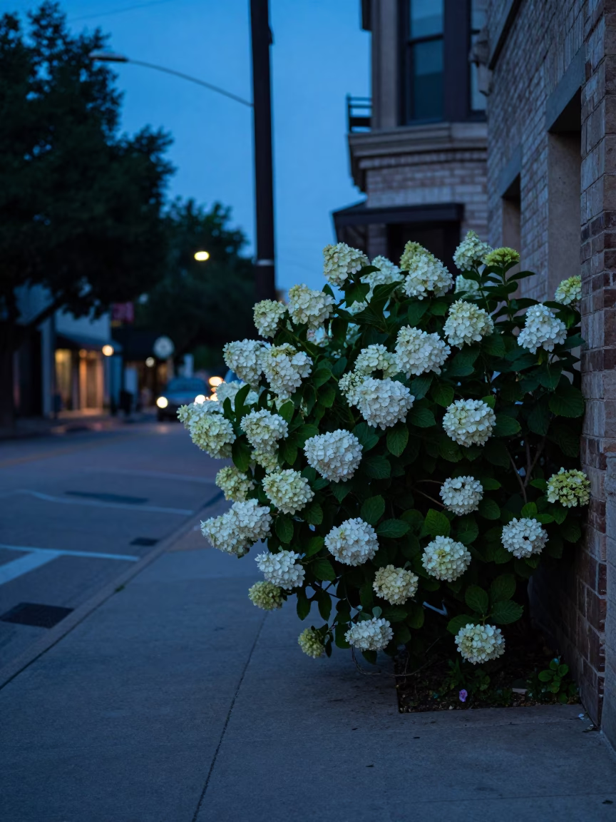 Austin Texas Blue Hour Street Scene with Hydrangea Bush and Urban Architecture in in Austin, Texas, United States