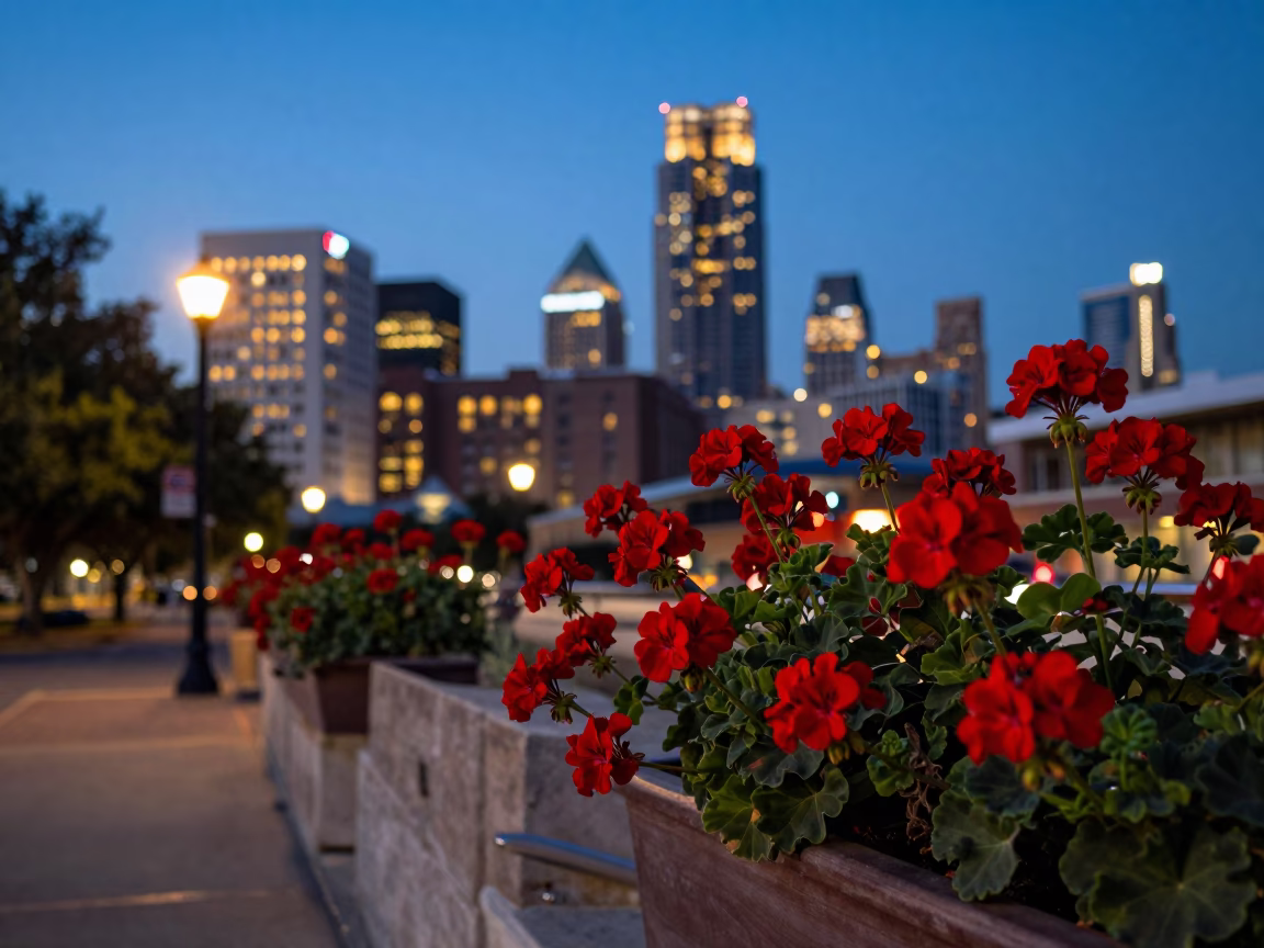 Austin Texas City Lights Glow at Dusk with Geraniums and Street Scene in in Austin, Texas, United States