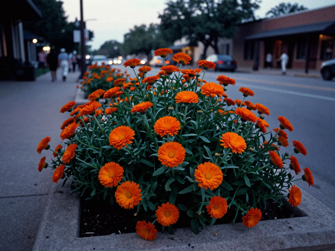 Austin Texas Early Evening Street Scene with Vibrant Orange Calendula Flowers in in Austin, Texas, United States