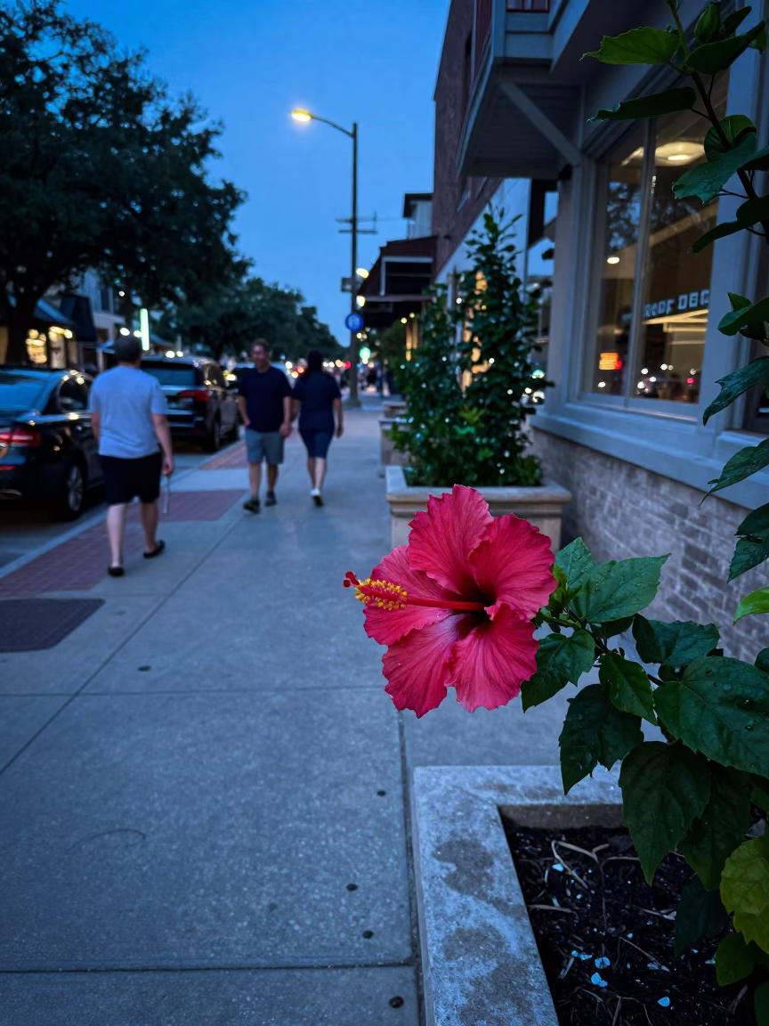 Austin Texas Evening Street Scene with Hibiscus Flower and Urban Details in in Austin, Texas, United States