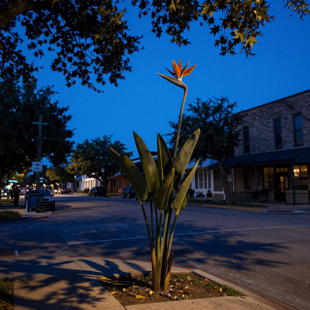 Austin Texas Evening Street Scene with Leaf Shadows and Blue Sky in in Austin, Texas, United States