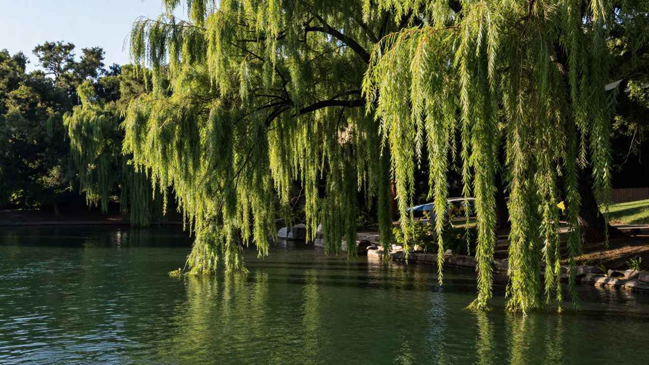 Austin Texas Late Afternoon Light on Barton Springs Pool Willows and Green Water in in Austin, Texas, United States